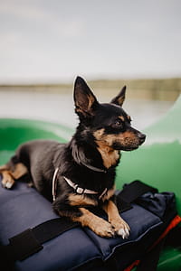 Happy dog in a kayak thumbnail