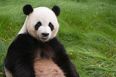panda sitting on green grass during daytime thumbnail