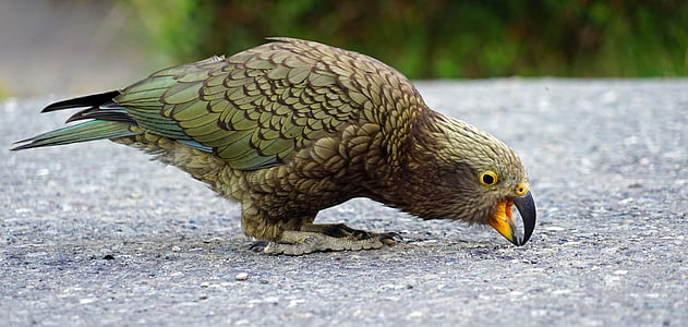 close-up photography green and brown parrot on gray pavement thumbnail