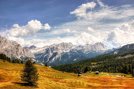 pine trees on mountain at daytime thumbnail