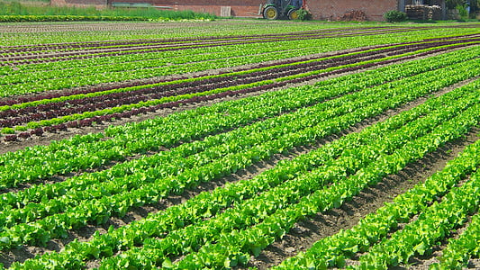 green plants on field thumbnail
