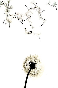 photo of dandelion flowers thumbnail