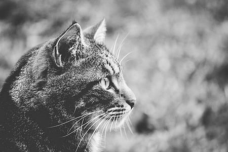 Greyscale Photo of Cat thumbnail