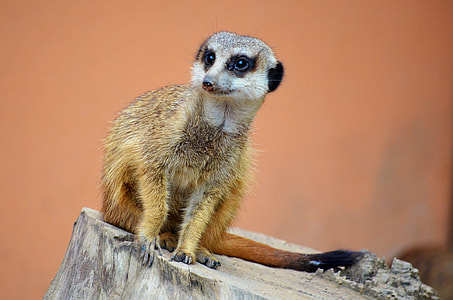 wildlife photography of meerkat thumbnail