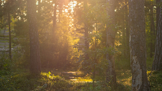 green trees thumbnail