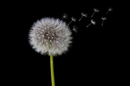 Dandelion flowers thumbnail