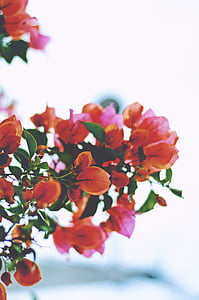 close-up photography of red petaled flowers thumbnail