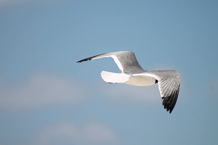 flying bird on sky thumbnail