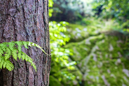 selective focus photography of tree trunk thumbnail