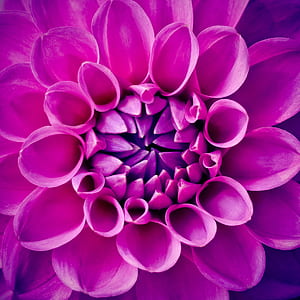 pink petaled flower painting thumbnail