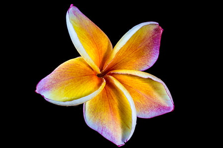 yellow and pink flower thumbnail