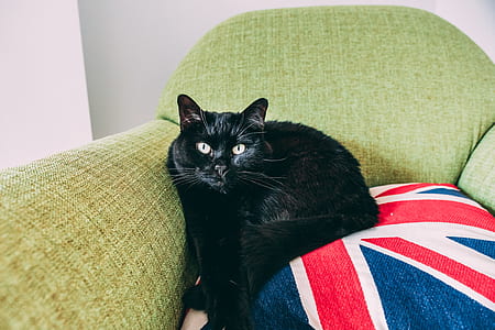 cat, pet, chair, cushion thumbnail