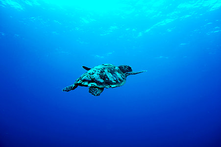 sea turtle in body of water thumbnail