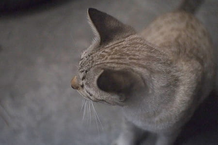 brown tabby cat sitting on carpet thumbnail