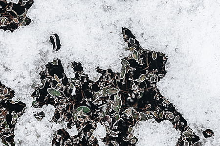 Frozen leaves & twigs thumbnail