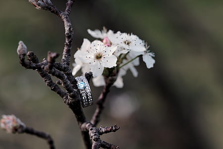 close up photography of silver-colored ring hanging on tree branch thumbnail