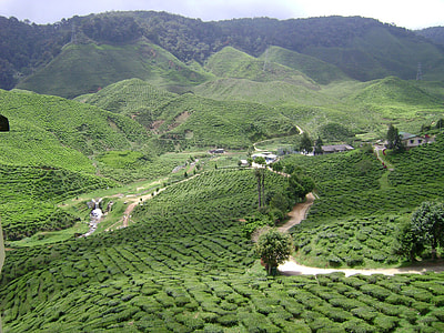 Tea Plantation landscape in Malaysia thumbnail