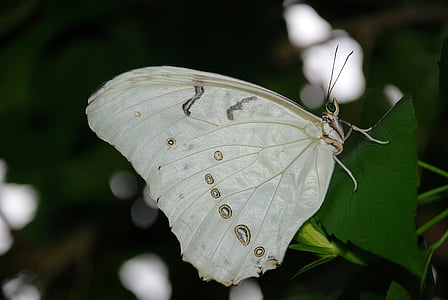 butterfly on leaf thumbnail