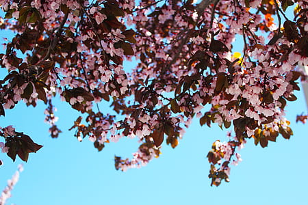 nature, flowers, park, blur thumbnail
