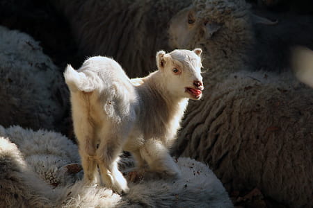 lamb standing on sheep thumbnail