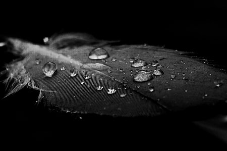 Water, Feather thumbnail