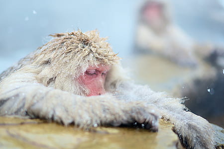 wet white monkey on brown stone thumbnail