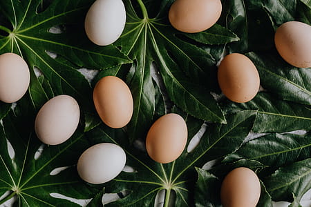 Fresh Eggs thumbnail