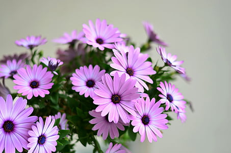 purple petaled flowers closeup photography thumbnail