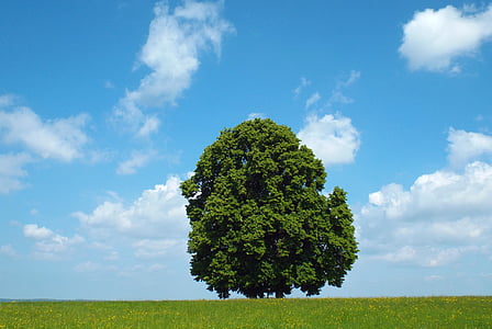 green tree under clouds thumbnail