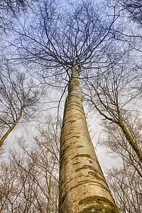 bare trees under cloudy sky during daytime thumbnail