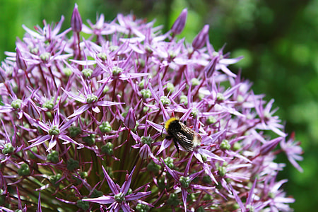 Ornamental Onion, Ball Flower thumbnail