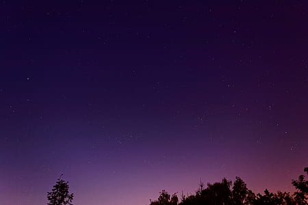 silhouette of trees under starry sky thumbnail