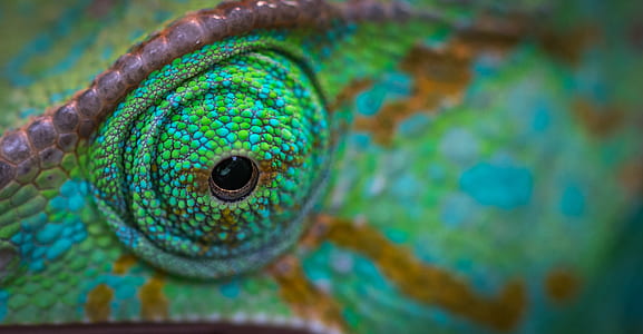 Green Animal Eye thumbnail
