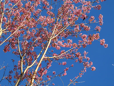 Springtime Bloomed Anew, Views thumbnail