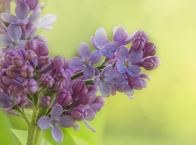 pink hyacinth flowers in close-up photography thumbnail