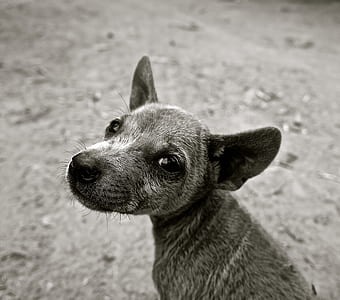 grayscale photo of short-coated puppy thumbnail