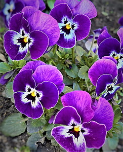 macro photography of purple pancy flowers thumbnail