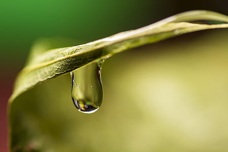 macro shot photography of water dew on green plant thumbnail