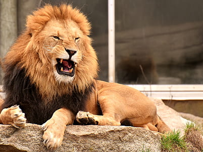 shallow focus photography of lion thumbnail