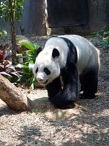 selective focus photo of panda beside leaf plant thumbnail
