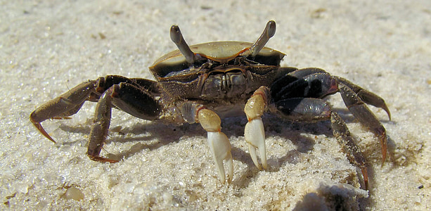 brown crab on white sand thumbnail