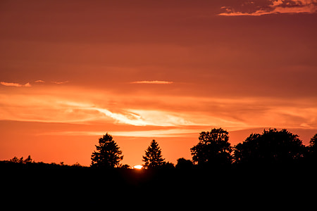 silhouette of trees during golden hour thumbnail