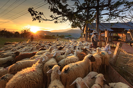 group of sheep under orange sunset thumbnail