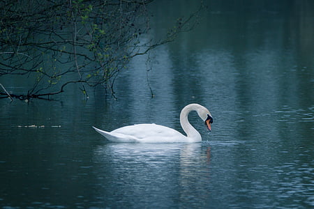 white swan in the body of water during daytime thumbnail