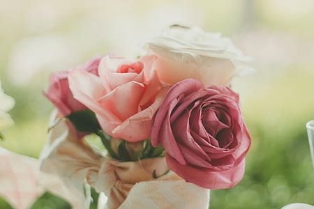 shallow focus photography of pink and white flowers thumbnail