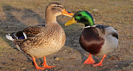 male and female mallard ducks standing on ground thumbnail