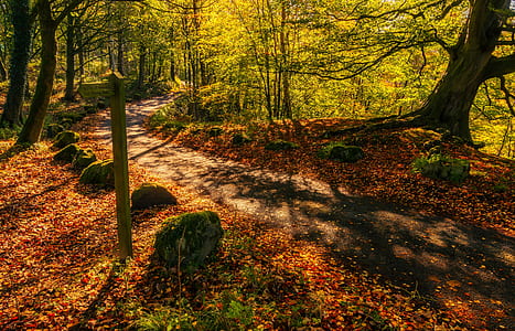 green leaves trees thumbnail