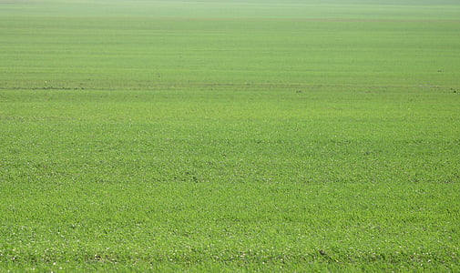 green grass field thumbnail
