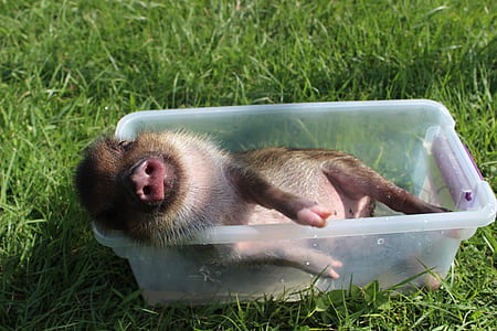 brown piglet in plastic container near green grass thumbnail
