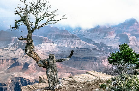 View of Grand Canyon and Gnarled Dead Tree in Arizona thumbnail
